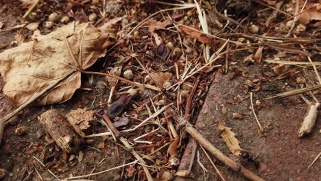 Hormigas-Carpinteras-Moviéndose-Y-Recogiendo-Materiales-Para-El-Nido