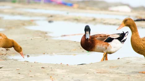 Einheimische-Enten,-Die-In-Bangladesch-Am-Wasser-Spazieren