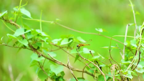 Makroansicht-Einer-Gelben-Libelle,-Die-Auf-Einem-Ast-In-Indien-Steht