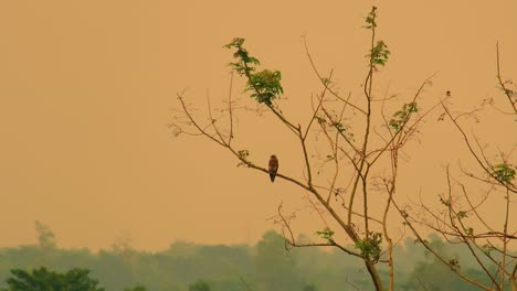Zoomaufnahme-Eines-Einsamen-Adlers,-Der-Auf-Dem-Ast-Eines-Kahlen-Baumes-Vor-Einem-Orangefarbenen-Abendhimmel-über-Dem-Blätterdach-Des-Regenwalds-Ruht