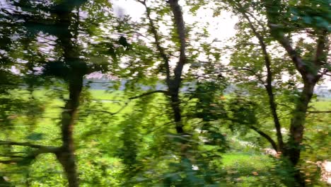 View-from-a-moving-train-of-a-line-of-trees-on-a-sunny-day