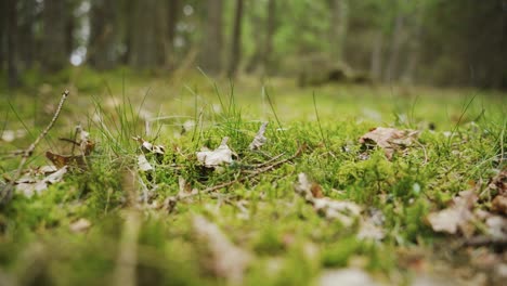 Walking-in-Forest.-Foot-Closeup