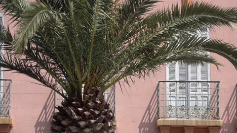 Palm-tree-in-front-of-house
