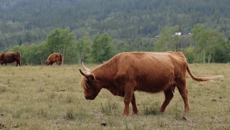 Highland-Cattle-Cows-Graze-On-A-Summer-Pasture