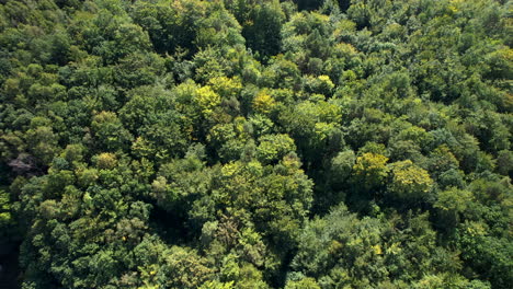 Top-down-aerial-view-of-green-tree-canopies-and-a-few-trees-turning-yellow