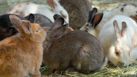 Cute-Bunny-Rabbits-Eating-Grass-In-The-Anseong-Farmland