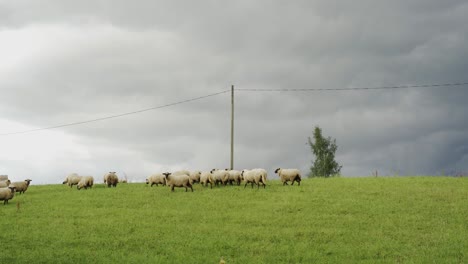 Sheep-Herd-on-a-Cloudy-Summer-Day