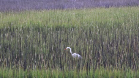 Snowy-Egret-stalks-prey-in-the-salt-marsh-grasses