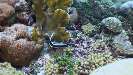 Ein-Ausgewachsener-Trommelfisch-Schwimmt-Auf-Einem-Wunderschönen,-Gesunden-Korallenriff-Zwischen-Feuer--Und-Hirnkorallen-Im-Karibischen-Meer-Auf-Curaçao-Auf-Und-Ab