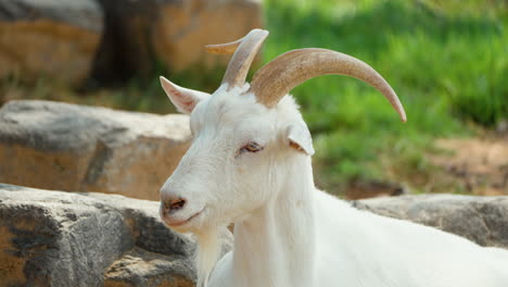 White-Goat-With-Beard-Looking-Afar-At-Anseong-Farmland