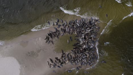 Static-drone-shot-of-a-large-herd-of-grey-seals-in-a-sand-island-in-the-Mewia-Lacha-reserve,-off-the-Polish-coast-in-the-Baltic-Sea