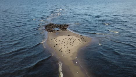 Drone-shot-forward-over-a-sand-island-of-a-large-herd-of-grey-seals