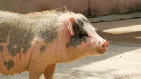 Domestic-Pig-With-Black-Spots-Wagging-Its-Tail-At-Anseong-Farmland