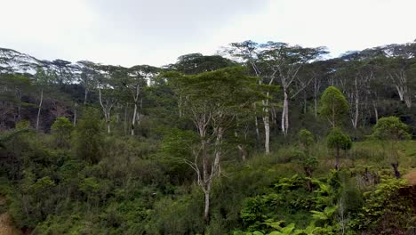 Luftdrohnenansicht,-Die-über-Grünen-Farnen-Und-Waldbäumen-In-Der-Natürlichen-Umgebung-Einer-Abgelegenen-Tropischen-Insel-In-Südostasien-Aufsteigt