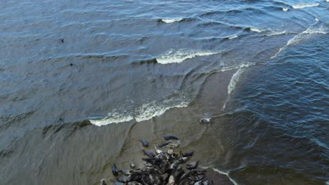 Aerial-drone-shot-reveal-large-herd-of-seals-resting-together-with-cormorants-and-other-bird-species-on-a-sand-island-in-the-Mewia-Lacha-reserve,-off-the-Polish-coast-in-the-Baltic-Sea