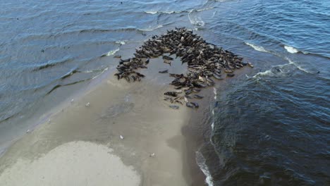 Large-herd-of-seals-with-other-bird-species-on-a-sand-island-in-the-Mewia-Lacha-reserve,-off-the-Polish-coast-in-the-Baltic-Sea