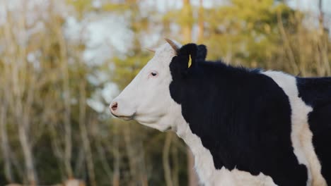 Cow-looking-around.-Closeup-profile