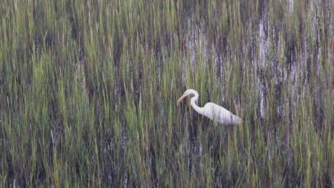 Snowy-Egret-stalks-and-eats-a-shrimp-from-the-salt-marsh-grasses