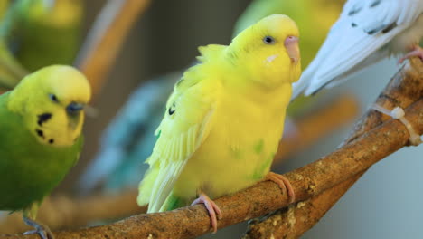 Group-of-Budgerigar-Birds-Preen-Feathers-or-Grooming-Sitting-on-Twig-Together