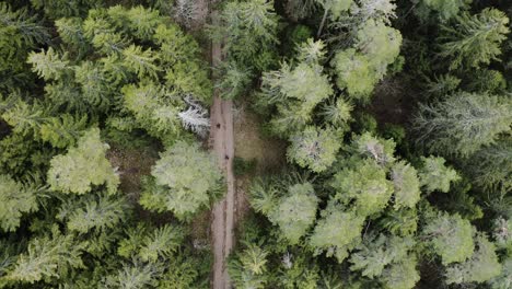 People-Walking-through-Forest.-Aerial-top-down-shot