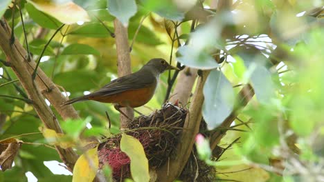 Red-bellied-Thrush-feeding-chicks-in-nest-with-Suriname-cherry