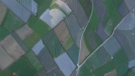 Overhead-drone-shot-beautiful-pattern-of-vegetable-plantation-in-Indonesia