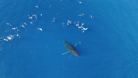 Aerial-View-Of-Humpback-Whale-Emerging-From-Deep-Waters-Next-To-Group-Of-Tourists-In-Moorea,-French-Polynesia