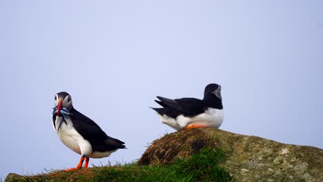 Atlantic-puffin-with-fishes-in-its-beak-next-to-another-puffin-sitting-on-rock,-Faroe-Islands