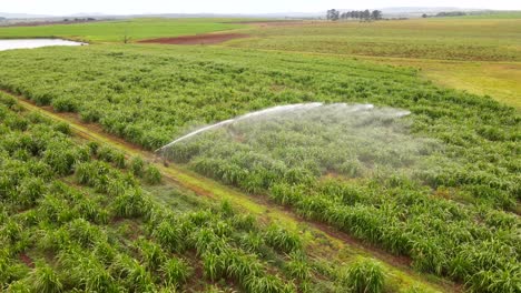 Aerial-Symphony:-Drone-Orbit-of-Sprinkler-Irrigation-Over-Lush-Green-Plantation