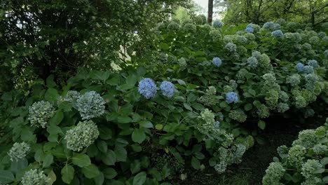 La-Flor-De-Hortensia-Se-Vuelve-Azul-Desde-El-Verde-Original-Indica-Que-El-Suelo-Es-ácido