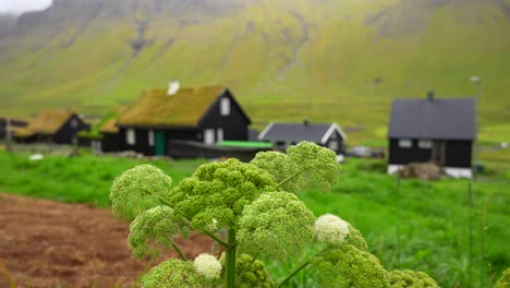 Green-angelica-flowers-in-Faroese-village-Gasadalur-in-Vagar,-Faroe-Islands