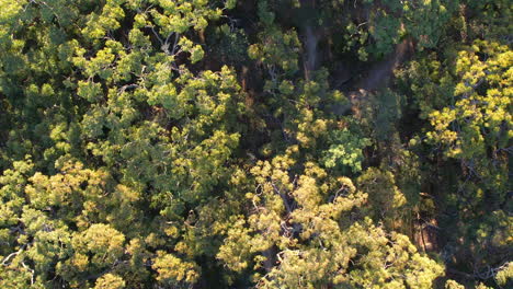 Mann-Fährt-Mit-Dem-Mountainbike-Schotter-Auf-Singletrails-Durch-Wald-Und-Gummibäume-In-Australien,-Drohnenverfolgung-Durch-Baumkronen
