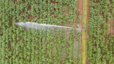 Birds-Eye-View-of-Crop-Rows-and-Sprinkler-Irrigation-Spraying-Water