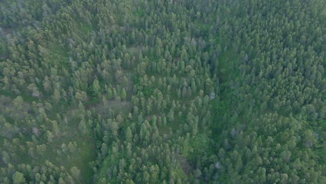 Bird-eye-aerial-view-mixed-forest