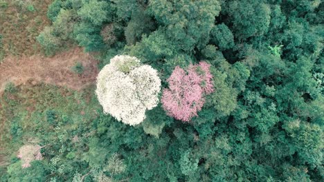 A-top-down-view-captures-two-Lapacho-trees,-one-white-and-one-pink
