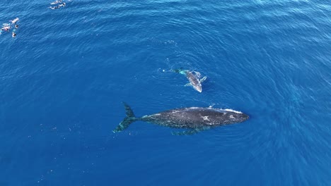 Whale-Watching-Tour---Snorkelers-Watching-Two-Humpback-Whales-Swimming-In-Moorea,-French-Polynesia