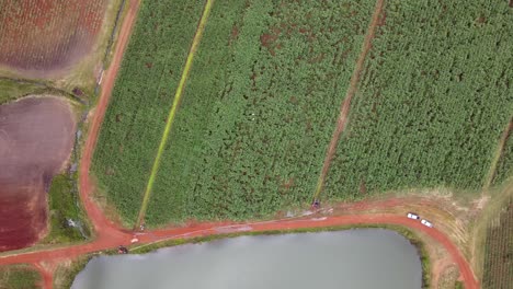 Top-Down-Aerial-View-of-Crop-Rows-and-Pond