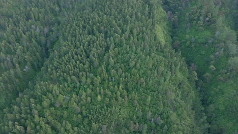 Aerial-view-of-lush-foliage-rainforest-in-Indonesia