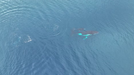 Aerial-Of-Mother-Humpback-Whale-And-Calf-Blowing-And-Swimming-In-Cooks-Bay,-French-Polynesia