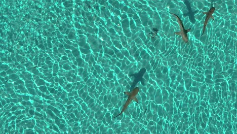 Aerial-view-of-Blacktip-Sharks-and-Stingrays-Swimming-in-a-Lagoon-With-Clear-Water-in-Moorea,-French-Polynesia