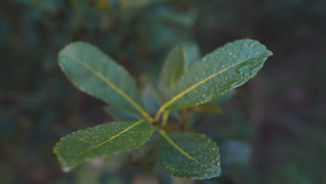 Close-up-of-Ilex-Paraguariensis-Foliage,-yerba-mate-guarani-language