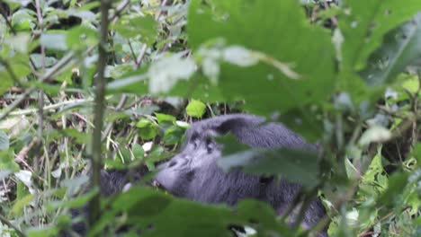 Nahaufnahme-Eines-Berggorillas,-Der-Pflanzenblätter-Frisst