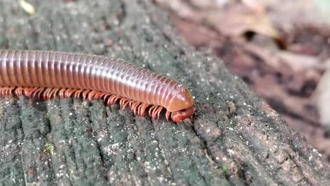 A-close-up-view-highlights-a-millipede-as-it-crawls-on-wood,-providing-a-glimpse-of-natural-wonder