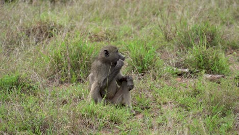 A-lone-cape-baboon-sits-in-tall-grass-eating-a-small-root,-relaxing,-observant,-Kruger,-Papio-ursinus