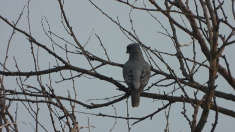 Lesser-Cuckoo----Beautiful-bird---fathers-