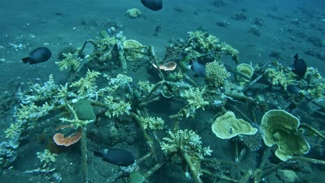 fish-swimming-in-coral-reef-restoration,-regrowing-coral,-rebuild-coral-reefs-in-Bali,-Tulamben