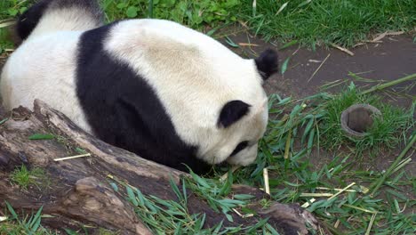 Panda-Gigante-En-El-Zoológico-Comiendo-Brotes-De-Bambú-Frescos