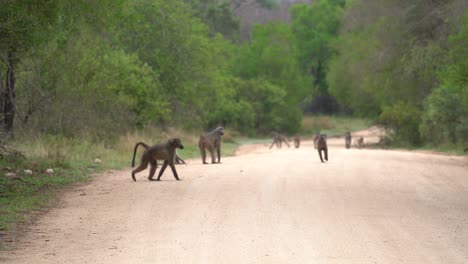 A-small-congress-of-Cape-Baboon-plays-on-a-dirt-road,-Kruger-National-Park,-South-Africa,-Papio-ursinus