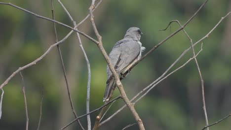 Lesser-Cuckoo---waiting-for-hunt-