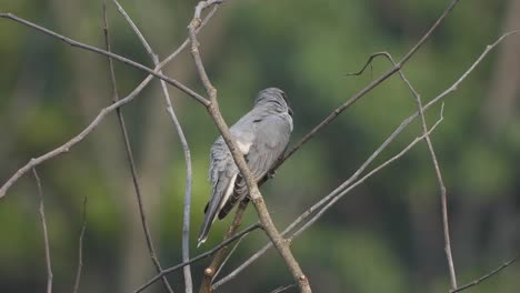 Lesser-Cuckoo-in-tree---relaxing-